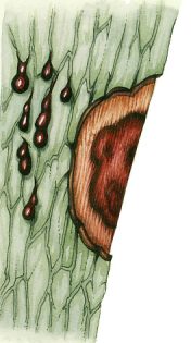 Oak sudden death Phytophthora ramorum fungi