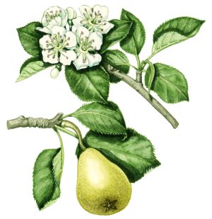 Pear sprig Pyrus communis