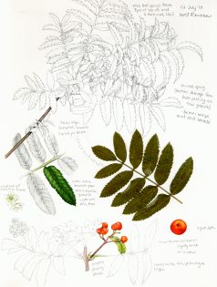 Rowan or Mountain Ash Sorbus aucuparia sketchbook study