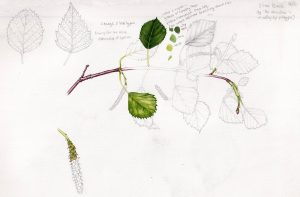 Silver birch Betula pendula sketch