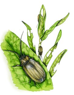 Willow leaf beetle Lochmaea caprea