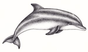 Bottle nosed dolphin Tursiops trunatus