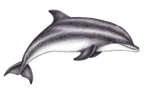 Bottle nosed dolphin Tursiops trunatus