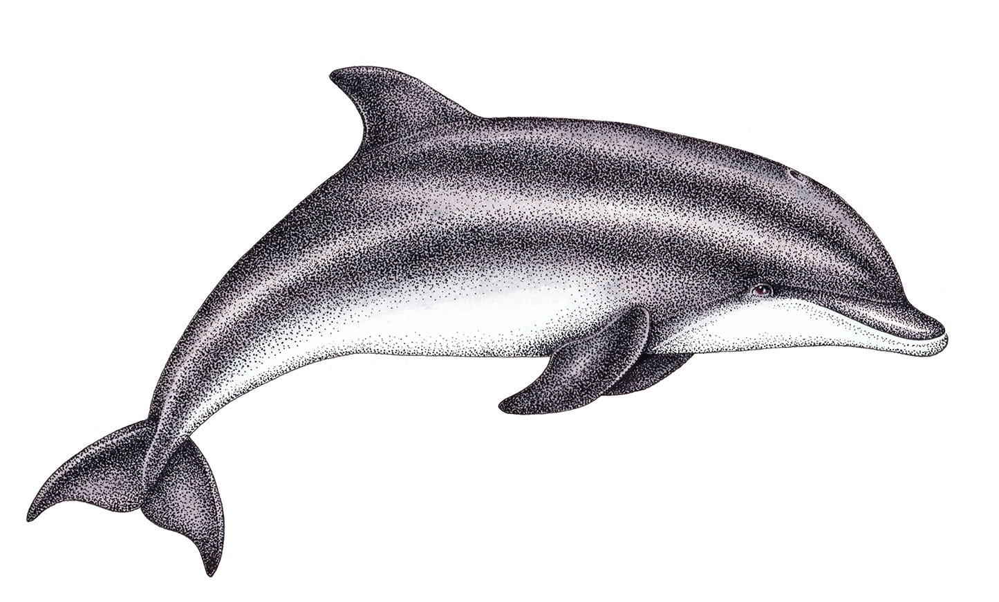 Paint Child Drawing Coloring book Art, Hand-painted dolphin, watercolor  Painting, marine Mammal, child png | PNGWing