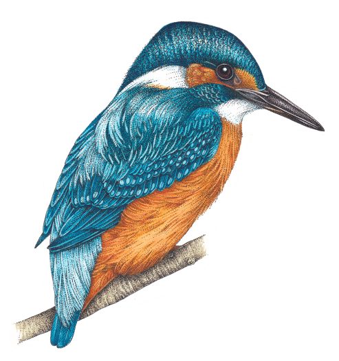 Kingfisher Alcedo