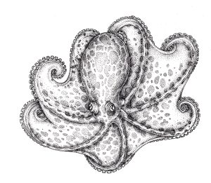 Carribean Reef Octopus Octopus briareus