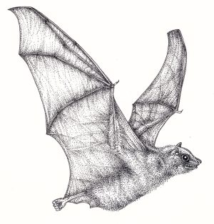 Egyptian Rousette Bat Rousettus aegyptiacus