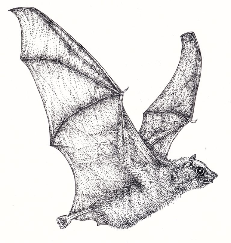 Egyptian Rousette Bat Rousettus aegyptiacus - Lizzie Harper