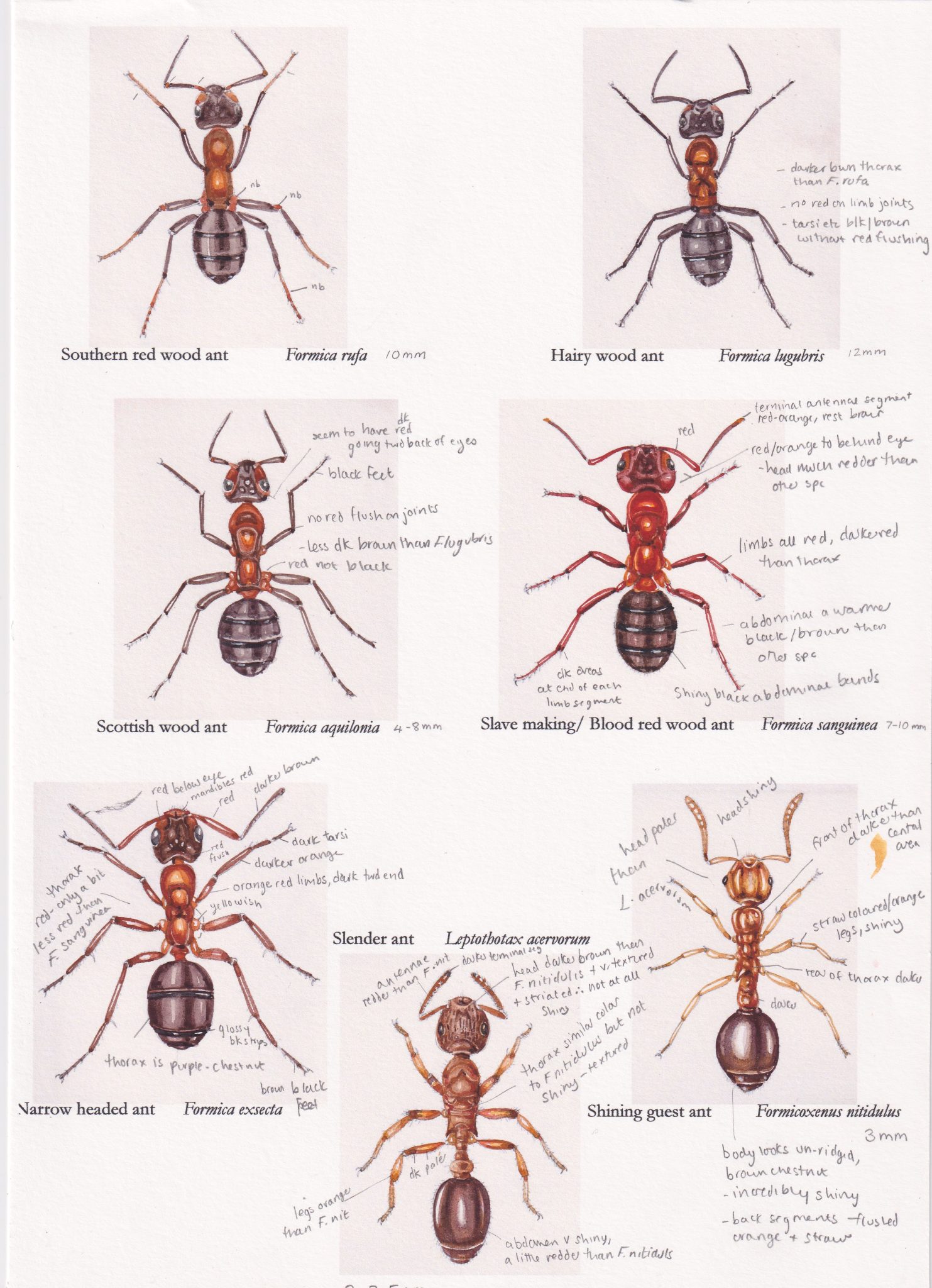 Ant species colour guide rough Lizzie Harper