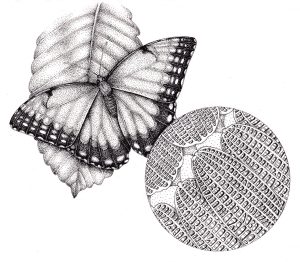 Common blue morpho butterfly with magnified scales