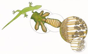 Gecko foot anatomy
