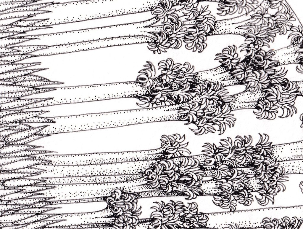 Gecko foot anatomy detail of setae - Lizzie Harper