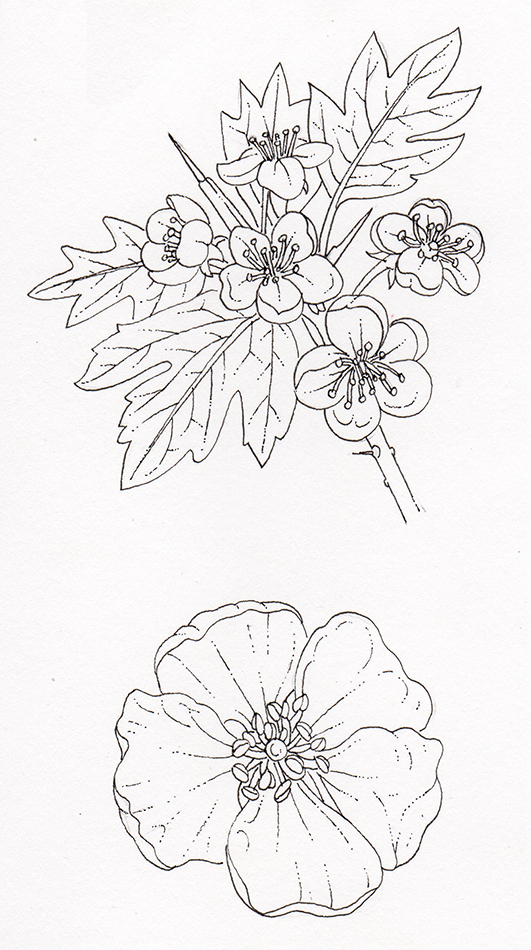 Hawthorn Crataegus monogyna flowers line drawing Lizzie Harper