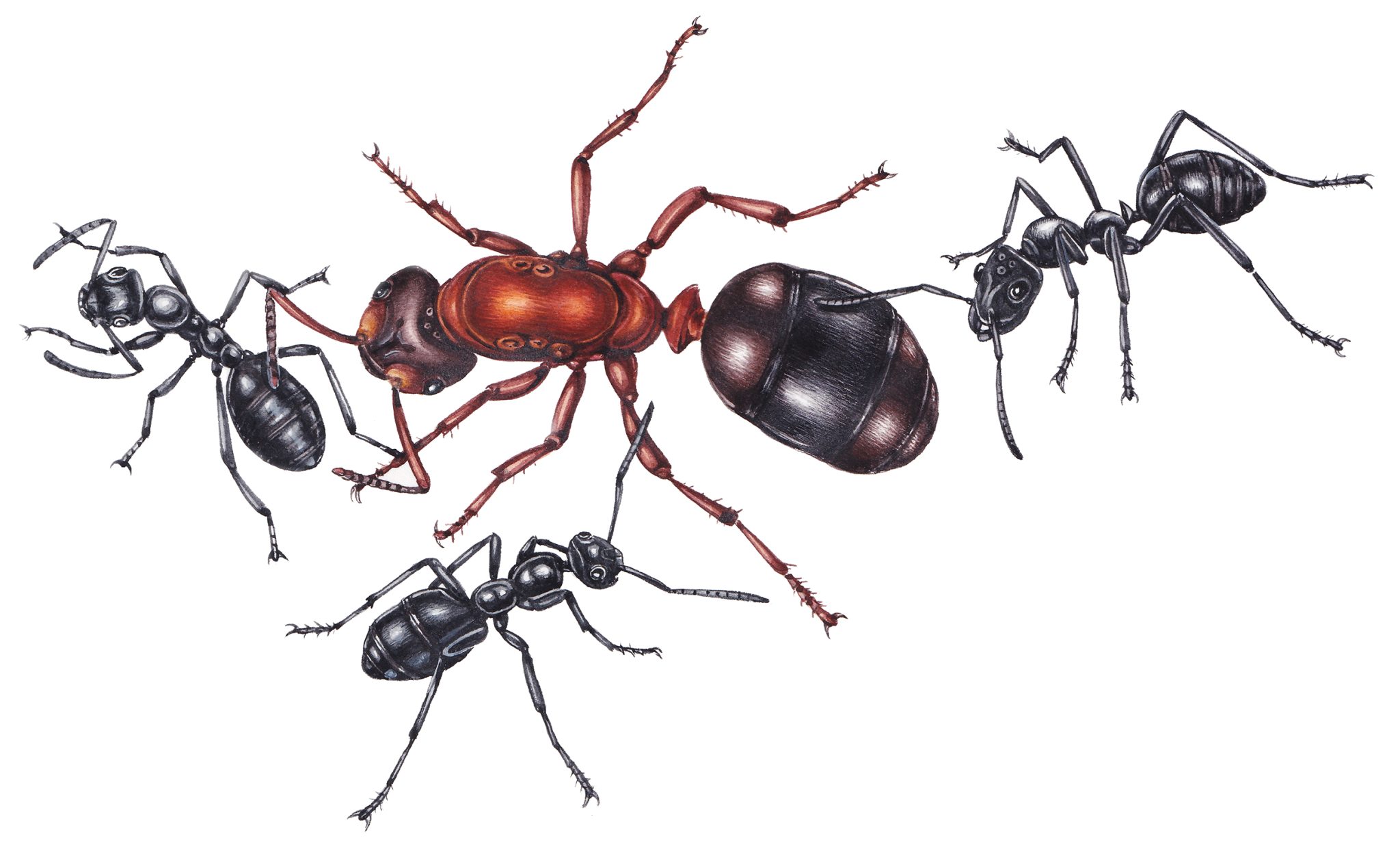 Dusky Ant Wood Ants: Illustrating a guide to the wood ants of the Cairngorms ...