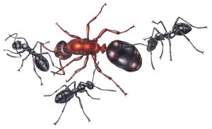 Social parasitism Queen ant with workers – SOLD –