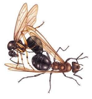 ant rufa mating formica