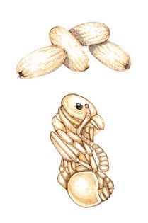 Pupae and cocoon of wood ant and unsheathed pupae