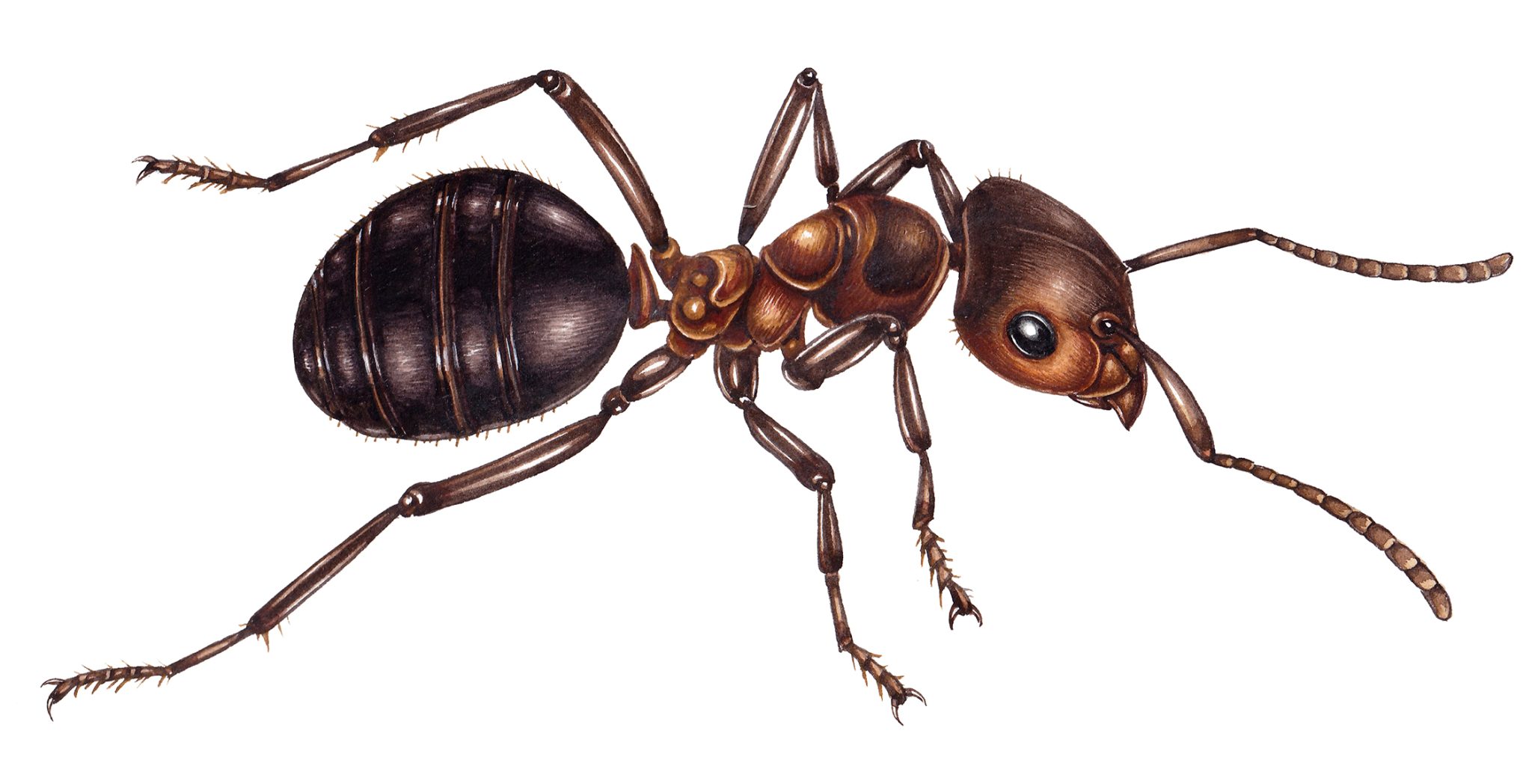 Ant anatomy for Beginners Lizzie Harper