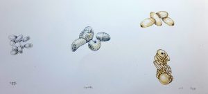 Lifecycle larave pupae cocoon and eggs of wood ant