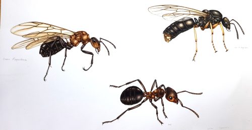 wood ant life cycle