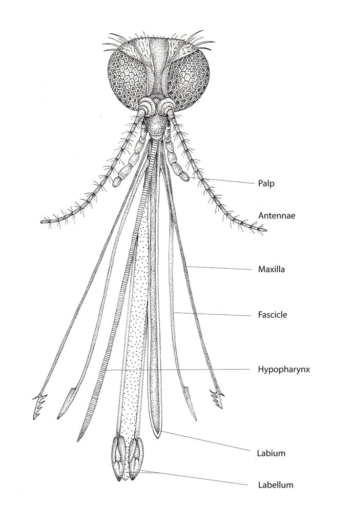 Anopheles amictus Edwards 1921 - Encyclopedia of Life