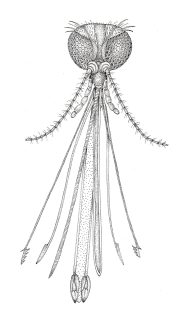 Mosquito mouthparts