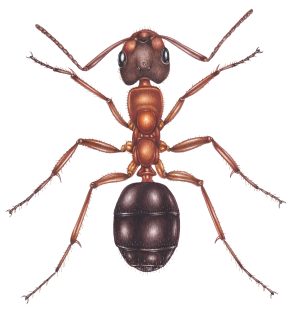Narrow headed ant Formica exsecta