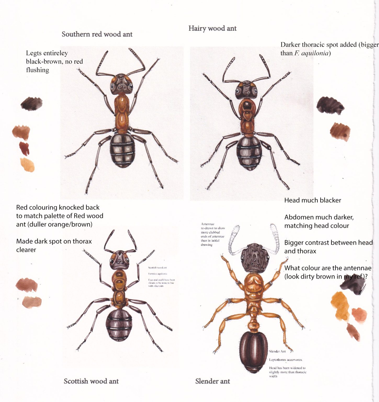 Colour roughs for different wood ant species Lizzie Harper