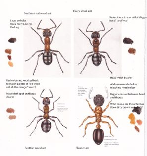 Colour roughs for different wood ant species - Lizzie Harper