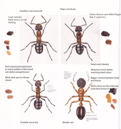 wood ants colour guide