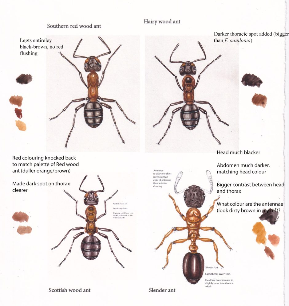 Colour roughs for Southern red wood ant Formica rufa Hairy wood ant ...