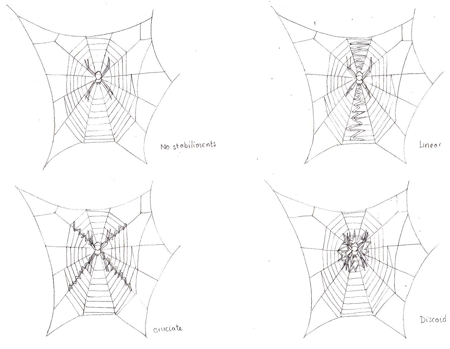 Web stabilimentum