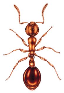 Shining Guest ant Formicoxenus nitidulus