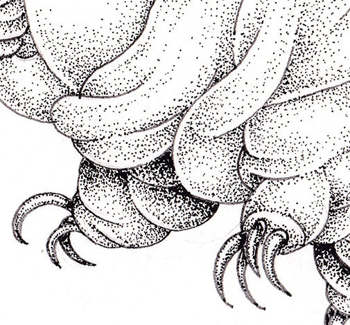 Tardigrade Hypsibius