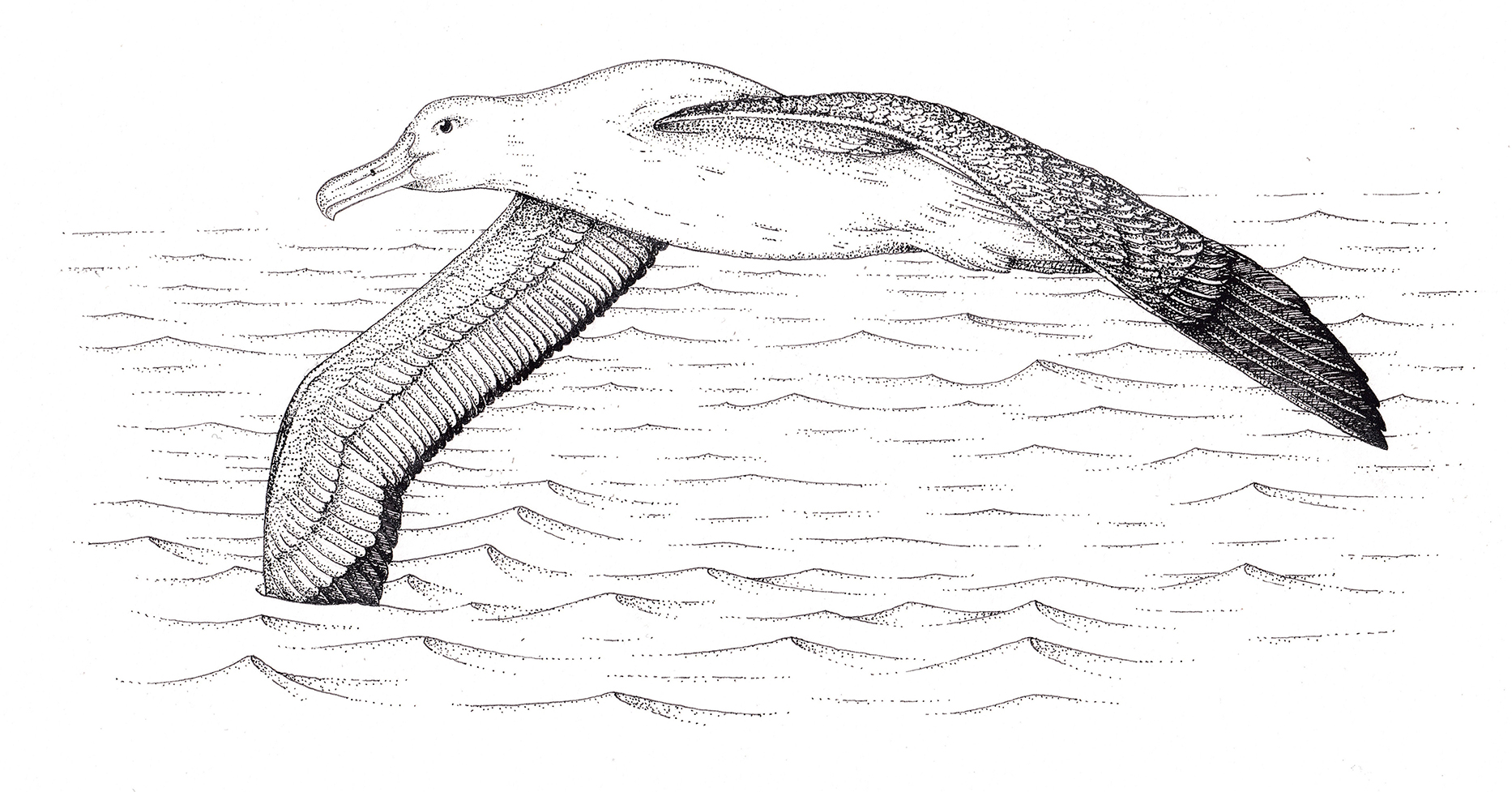 wandering albatross diagram