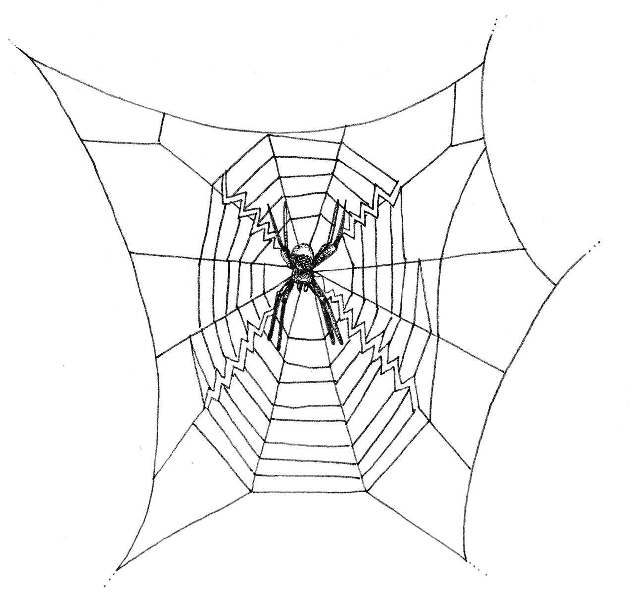 Web stabilimentum