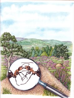 Wood ants guide cover image