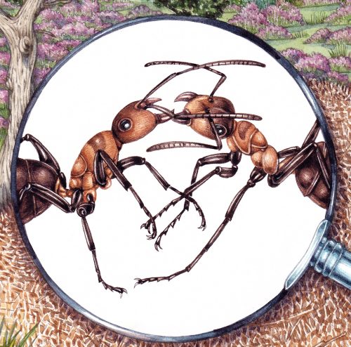 Wood ants