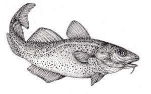 Atlantic cod Gadus morhua