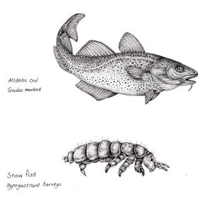 Atlantic cod Gadus morhua & Snow flea Springtail Hypogastrura harveyi – SOLD –