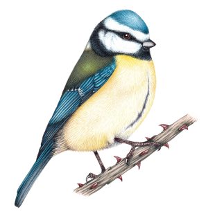 Blue tit Cyanistes caeruleus