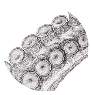 Suckers of an Octopus