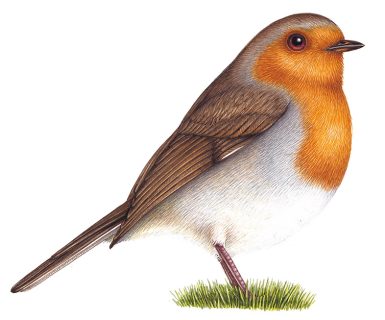 Step by step illustration of a Robin - Lizzie Harper