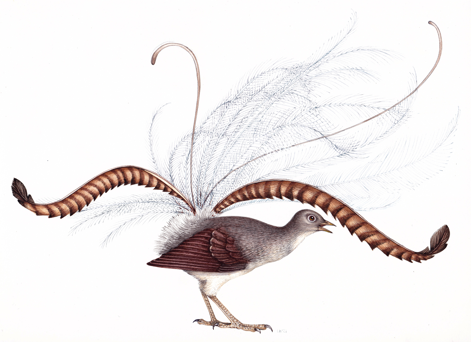Lyrebird Drawing