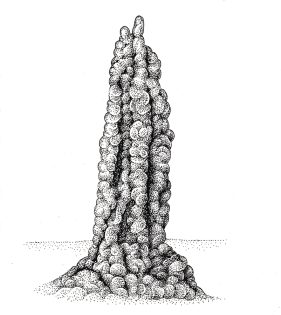 Termite mound