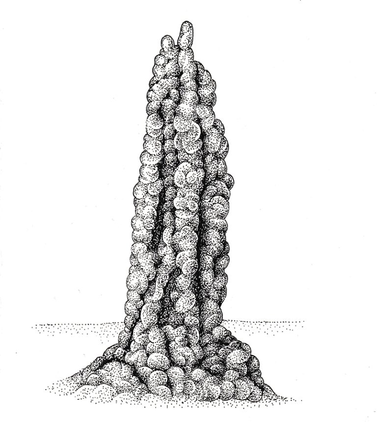 Termite mound - Lizzie Harper