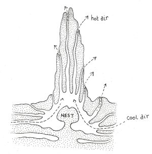 Cross section of Termite mound