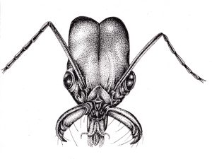 Trapdoor jaw ant Odontomachus bauri head