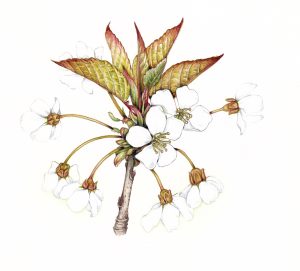 Wild cherry blossom Prunus avium – SOLD –