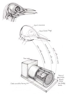 Woodpecker skull and skull diagram and black box recorder